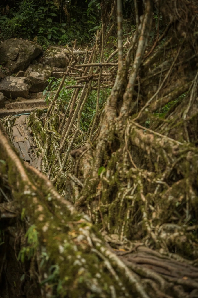 Living root bridges in Meghalaya